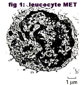 leucocyte MET.jpg